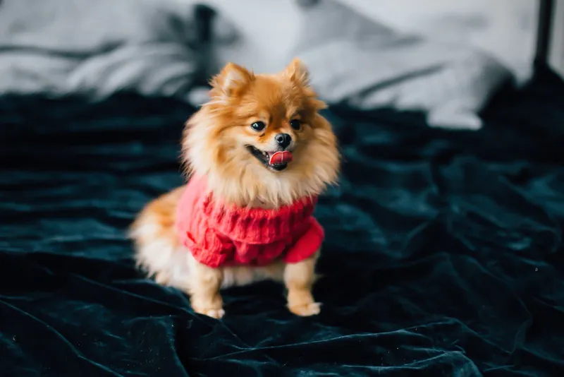 Loulou de Poméranie en pull rouge en grosse maille, assis sur un couvre-lit en velours bleu nuit